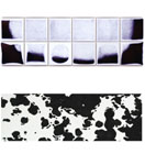 椛田ちひろ/椛田有理 -箱庭と黒い森：Simulacra and Blind Illusion-