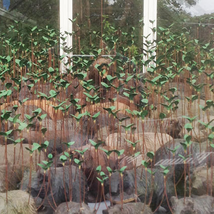 角文平　六甲ミーツ・アート参加